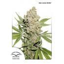 Auto lemon Kix 7pk